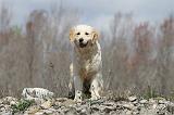GOLDEN RETRIEVER 430